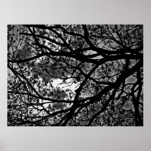 Tree branches picture poster