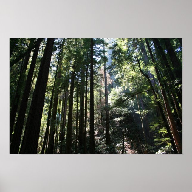 "Tree Cathedral", Muir Woods Poster (Front)