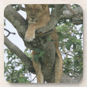 Tree climbing lioness (Panthera leo), Queen Coaster