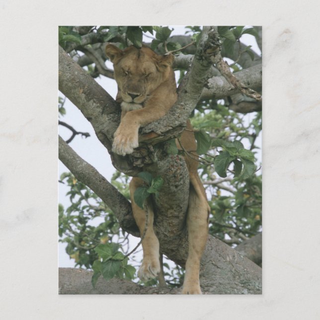 Tree climbing lioness (Panthera leo), Queen Postcard (Front)