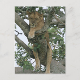 Tree climbing lioness (Panthera leo), Queen Postcard