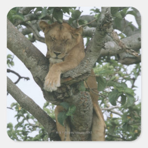 Tree climbing lioness (Panthera leo), Queen Square Sticker