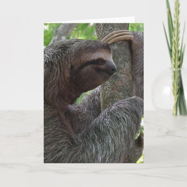 Tree Climbing Sloth Greeting Card (Front)