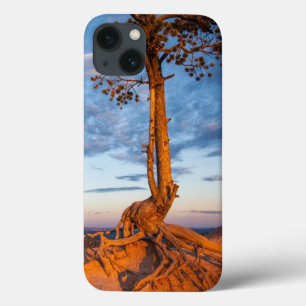 Tree Clings to Ledge, Bryce Canyon National Park iPhone 13 Case