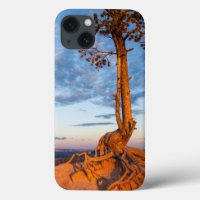 Tree Clings to Ledge, Bryce Canyon National Park
