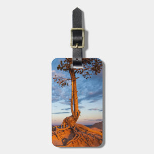 Tree Clings to Ledge, Bryce Canyon National Park Luggage Tag