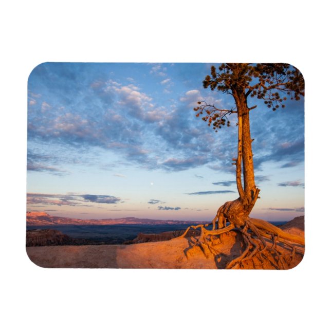 Tree Clings to Ledge, Bryce Canyon National Park Magnet (Horizontal)