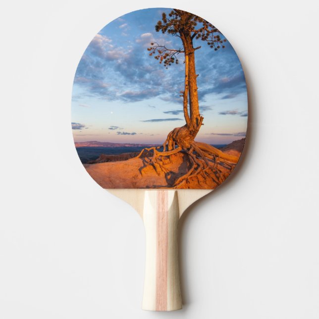 Tree Clings to Ledge, Bryce Canyon National Park Ping Pong Paddle (Front)