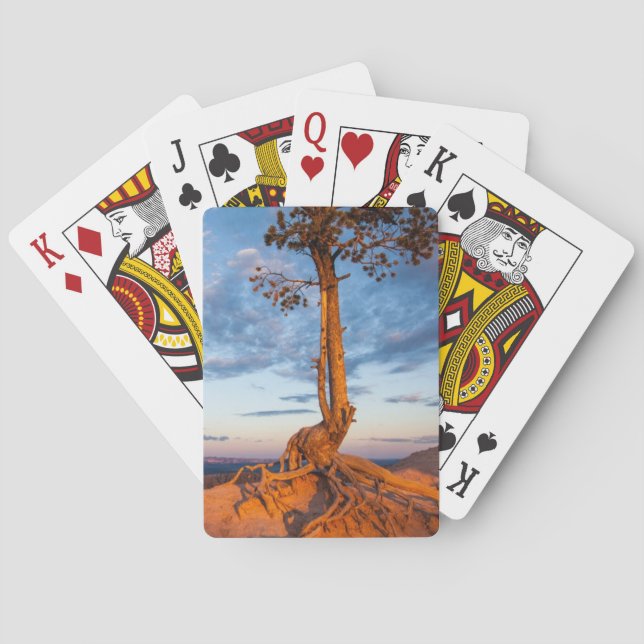 Tree Clings to Ledge, Bryce Canyon National Park Playing Cards (Back)