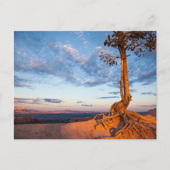 Tree Clings to Ledge, Bryce Canyon National Park Postcard (Front)