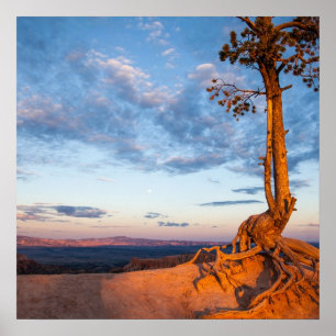 Tree Clings to Ledge, Bryce Canyon National Park Poster
