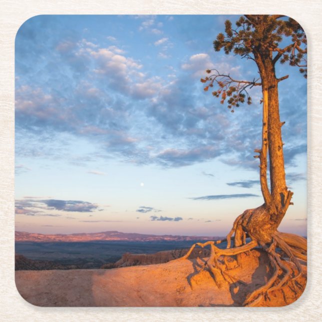 Tree Clings to Ledge, Bryce Canyon National Park Square Paper Coaster (Front)