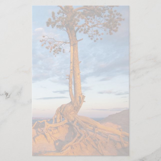 Tree Clings to Ledge, Bryce Canyon National Park Stationery (Front)