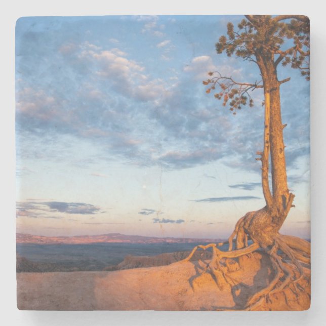 Tree Clings to Ledge, Bryce Canyon National Park Stone Coaster (Front)
