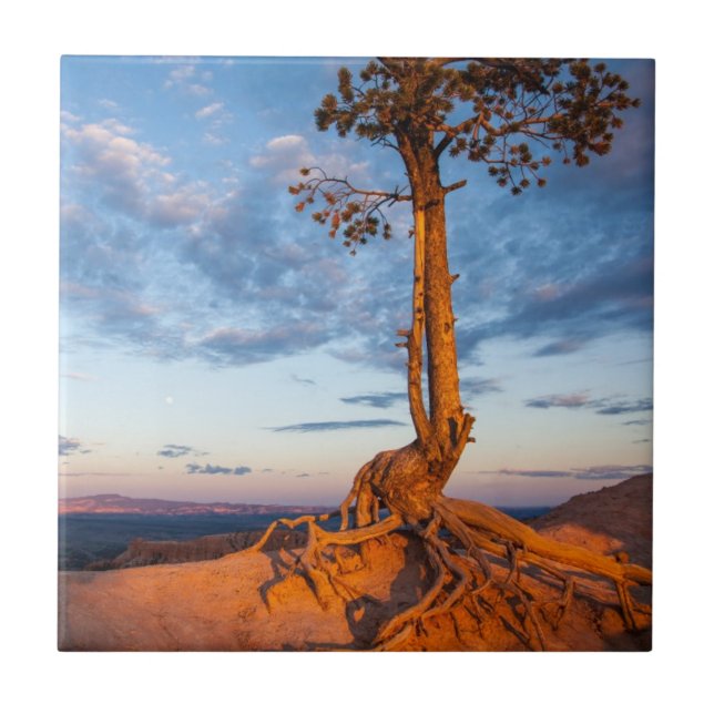 Tree Clings to Ledge, Bryce Canyon National Park Tile (Front)