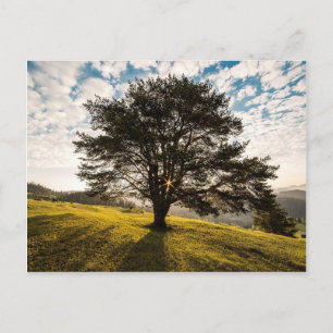 Tree, dawn. Beautiful nature scenery Postcard