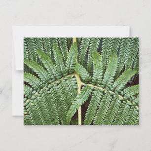 Tree Fern Frond Postcard