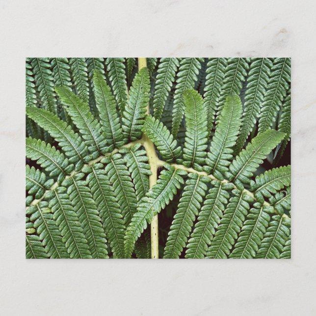Tree Fern Frond Postcard (Front)