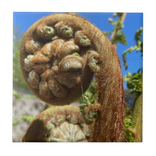 Tree Fern Frond Tile