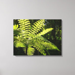 Tree Fern in the Rainforest Canvas Print