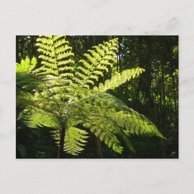 Tree Fern in the Rainforest Postcard (Front)