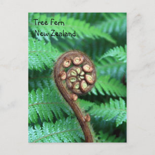 Tree Fern New Zealand Postcard