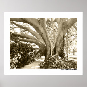 Tree Fine Art Photo Black White Sepia Los Angeles  Poster