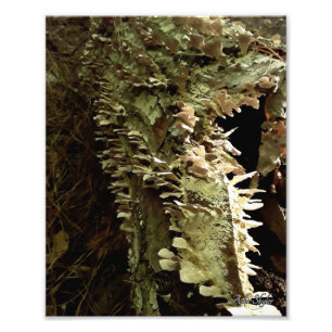 Tree Fins Photo Print