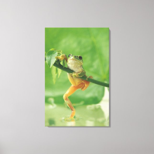 Tree Frog 6 Canvas Print (Front)
