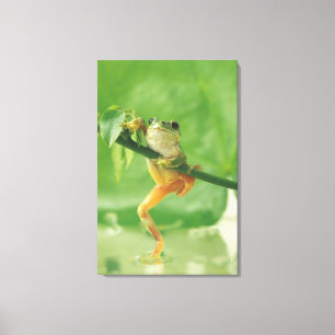 Tree Frog 6 Canvas Print