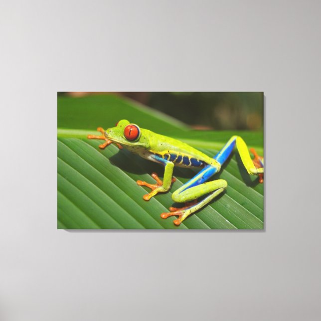 Tree-frog Canvas Print (Front)