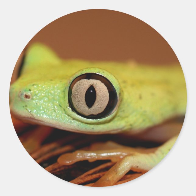tree frog classic round sticker (Front)