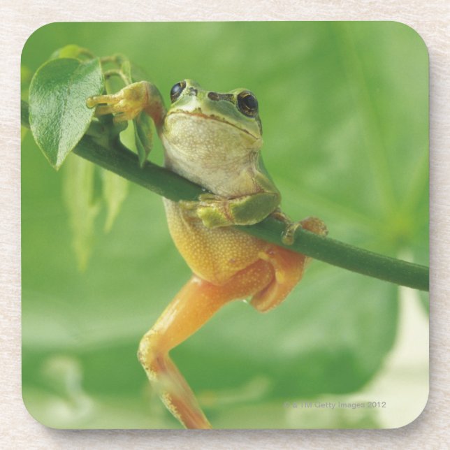 Tree Frog Coaster (Front)