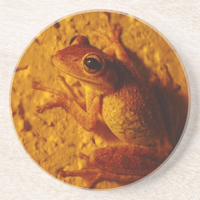 Tree Frog, Coaster (Front)