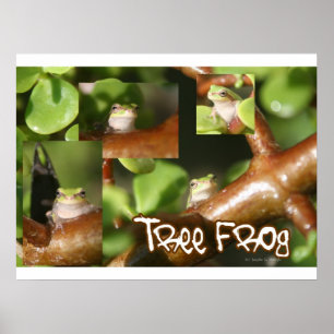Tree Frog Collage, same frog different poses Poster