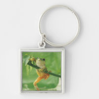 Tree Frog