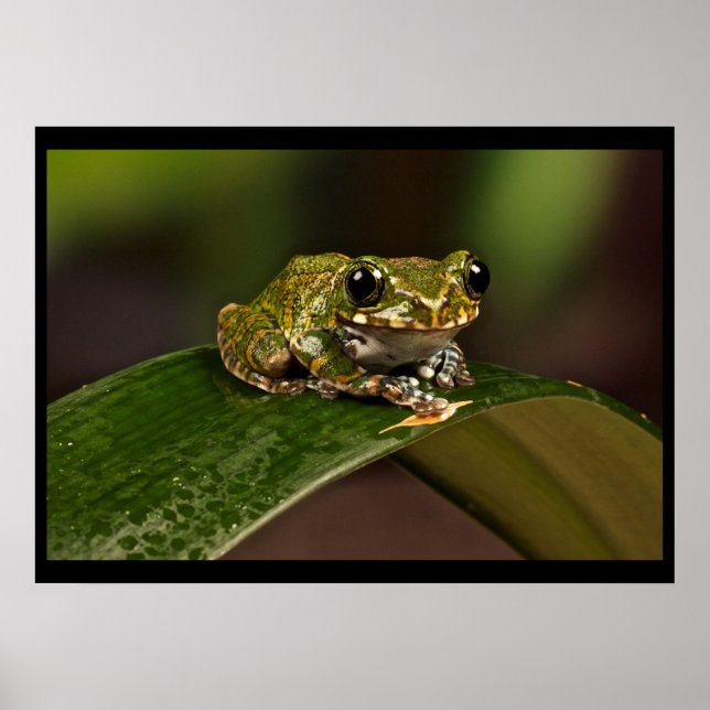 Tree Frog - Knowsley Safari Park Poster (Front)