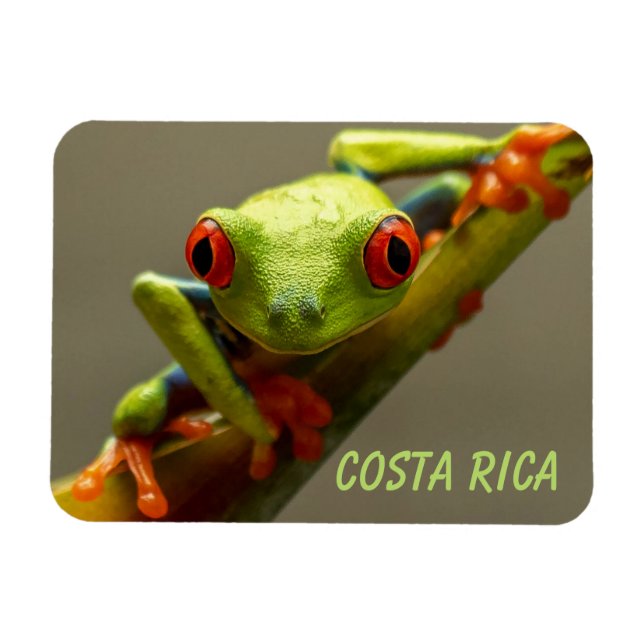 Tree Frog Looking at You in Costa Rica Magnet (Horizontal)