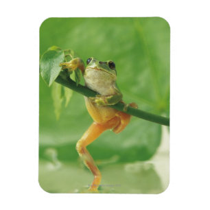 Tree Frog Magnet