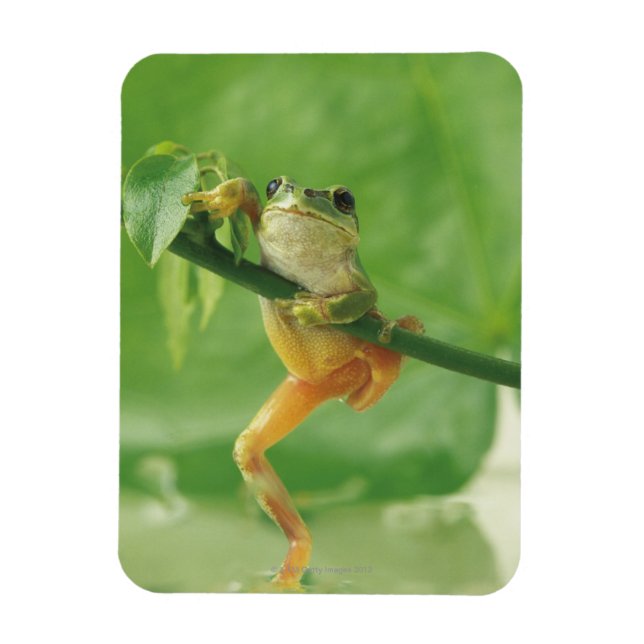 Tree Frog Magnet (Vertical)