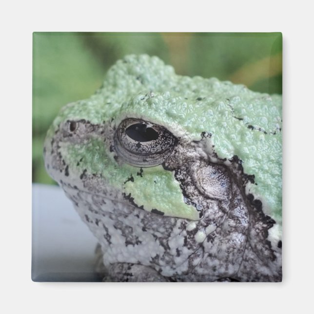 Tree Frog Magnet (Front)