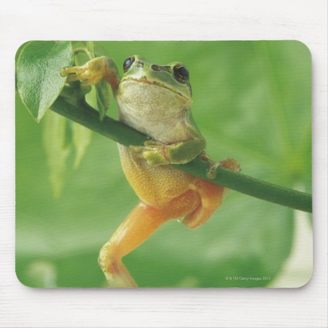 Tree Frog Mouse Mat (Front)