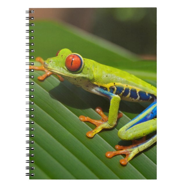 Tree Frog Notebook (Front)