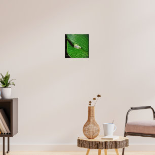 Tree Frog On A Leaf Poster