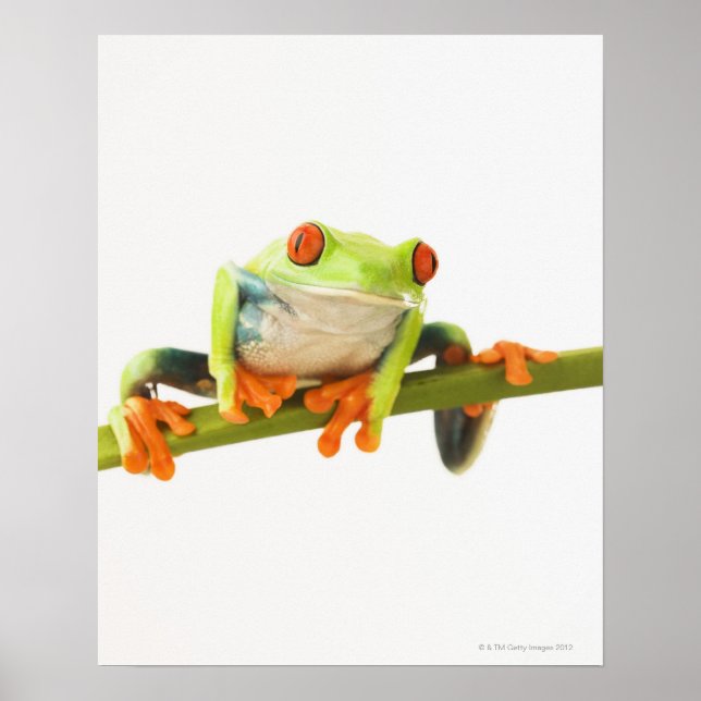 Tree frog on stem poster (Front)