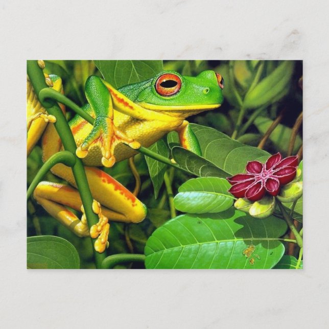 Tree Frog Postcard (Front)