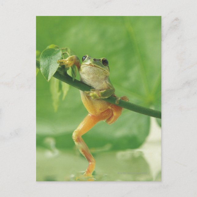 Tree Frog Postcard (Front)
