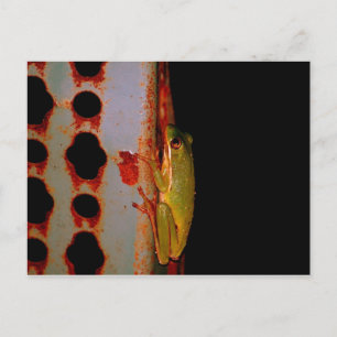 Tree Frog Postcard