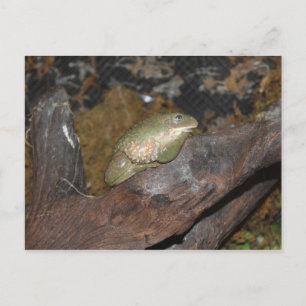 Tree Frog Postcard