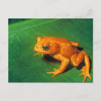 Tree Frog Postcard